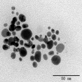 나노 기술 금속 분말 단일 원자은 nanoparticles